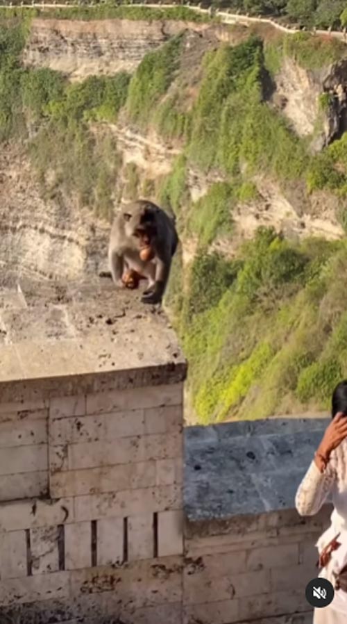 ลิงขโมยของ