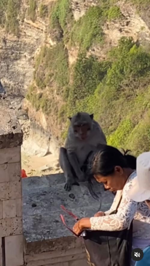 ลิงขโมยของ