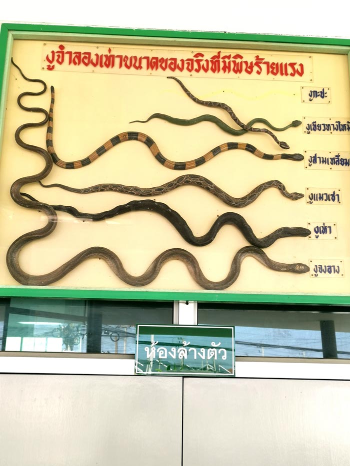 สายพันธุ์งู