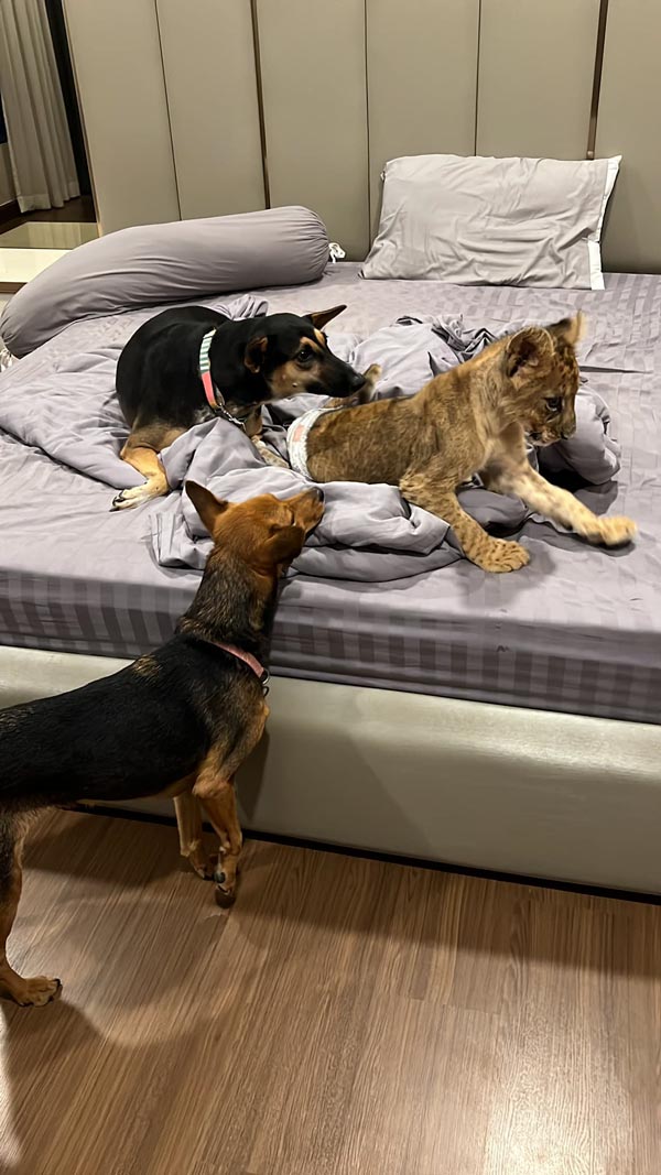 บูม หมูทะ