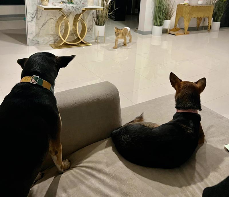 บูม หมูทะ