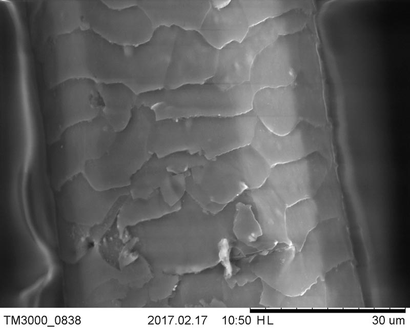 ลุงพล ไชย์พล วิภา