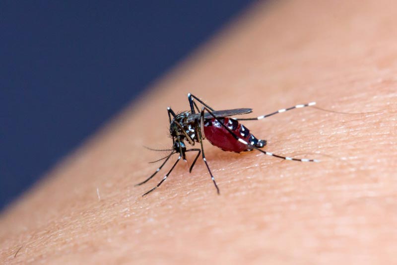 นักท่องเที่ยวป่วยไข้เลือดออก