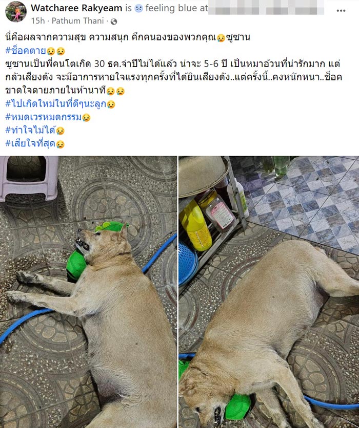 หมาแมวช็อกตายตกใจเสียงพลุปีใหม่