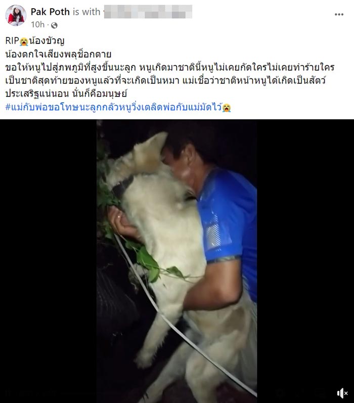 หมาแมวช็อกตายตกใจเสียงพลุปีใหม่