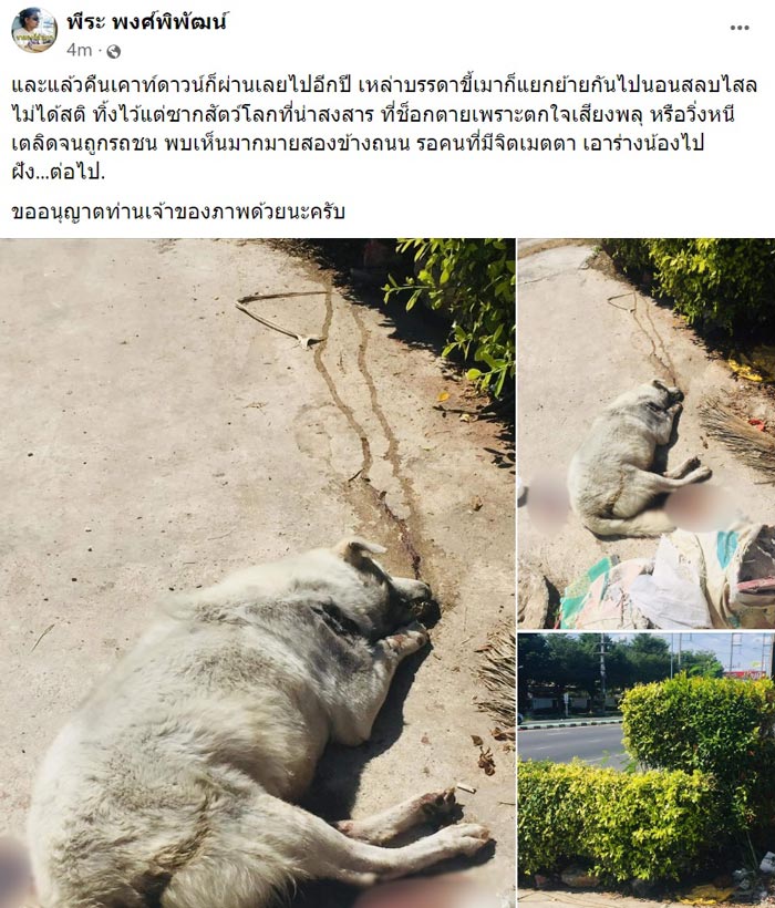 หมาแมวช็อกตายตกใจเสียงพลุปีใหม่