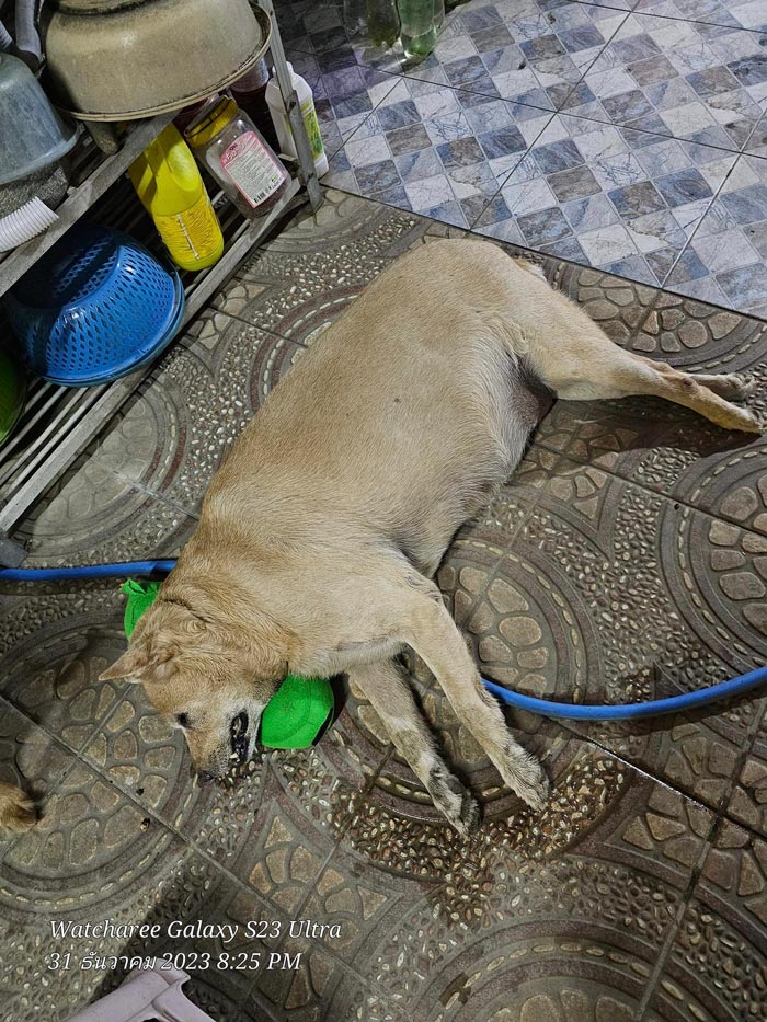 หมาแมวช็อกตายตกใจเสียงพลุปีใหม่