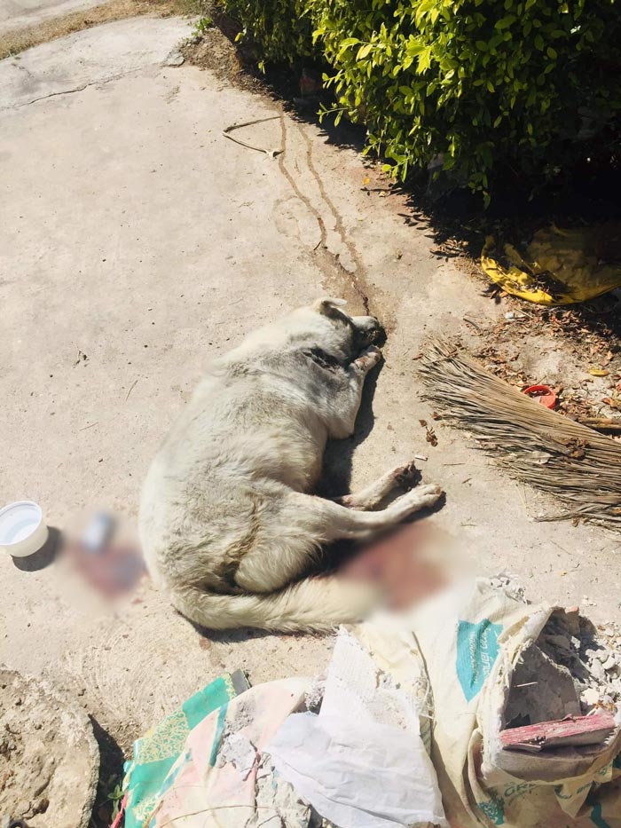 หมาแมวช็อกตายตกใจเสียงพลุปีใหม่