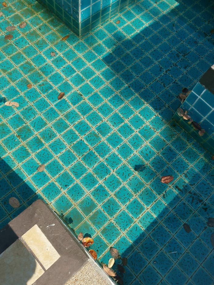 หนอนแดง ริ้นน้ำจืด