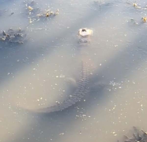 จระเข้แช่แข็ง