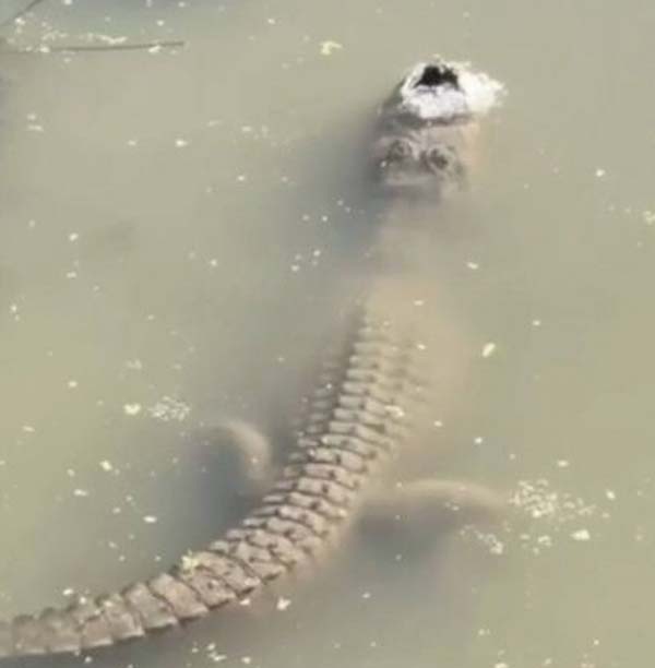 จระเข้แช่แข็ง