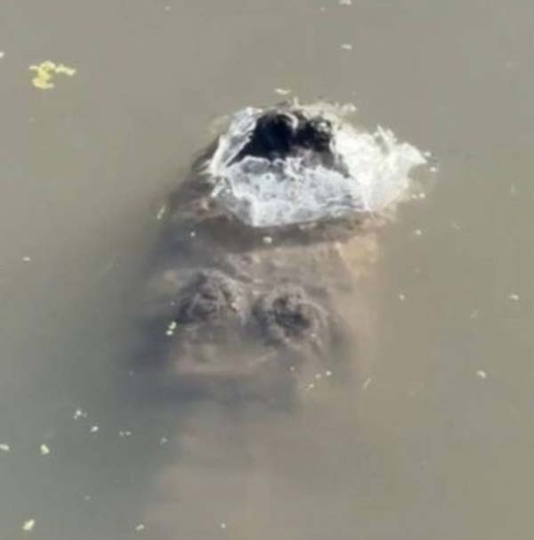 จระเข้แช่แข็ง