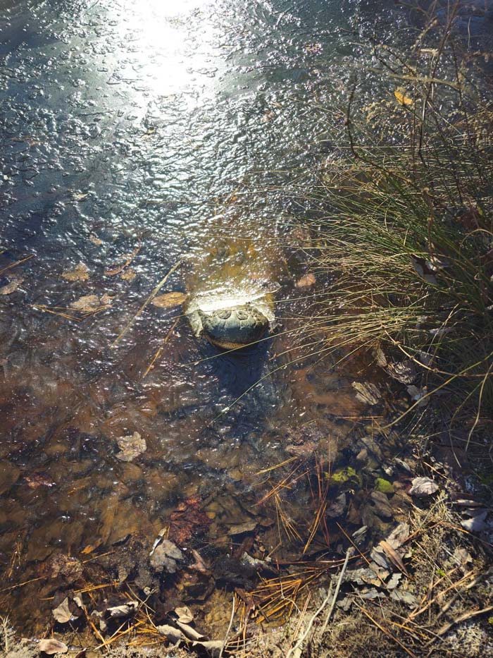 จระเข้แช่แข็ง