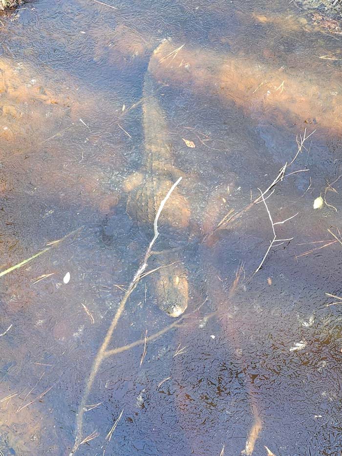 จระเข้แช่แข็ง