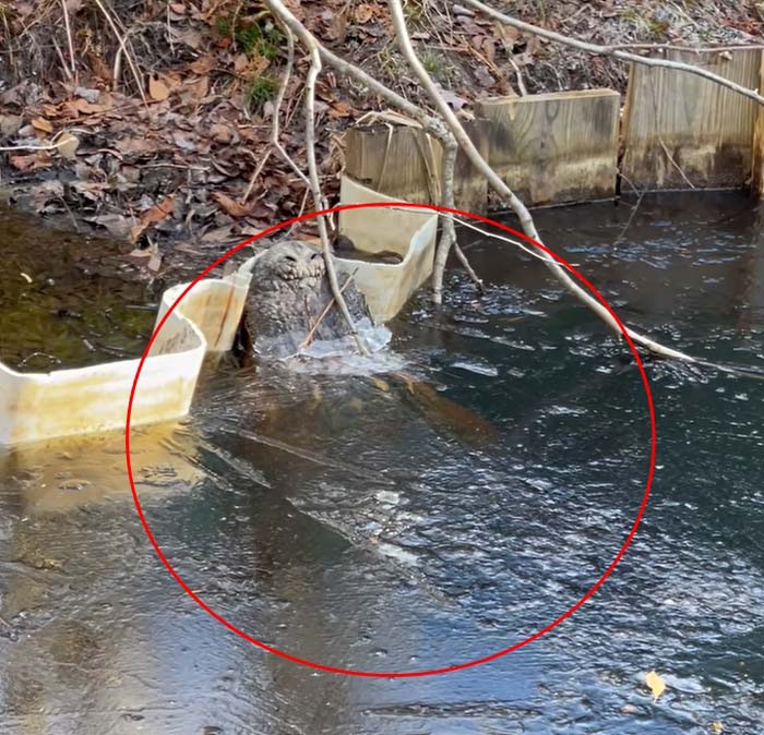 จระเข้แช่แข็ง