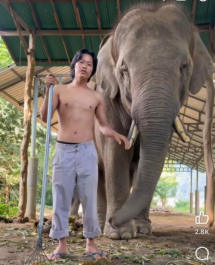 ควาญช้างโพสต์ปมช้างจมน้ำท่วมเชียงใหม่