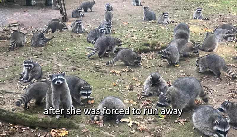 แรคคูนบุกบ้าน