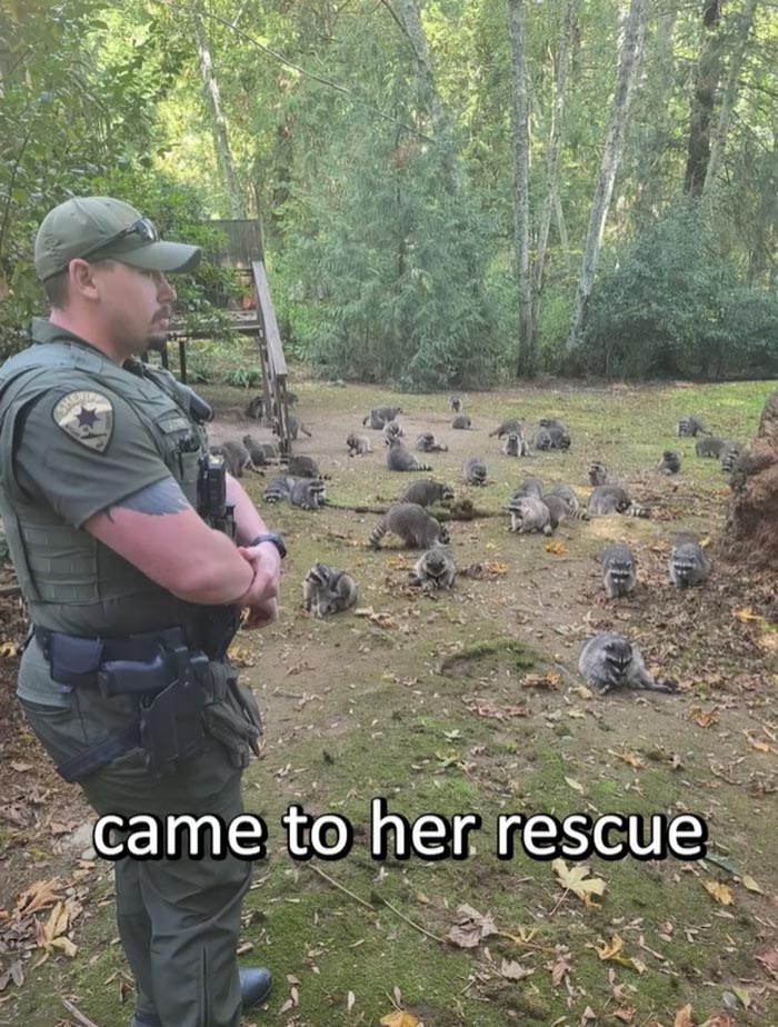 สวนแรคคูน