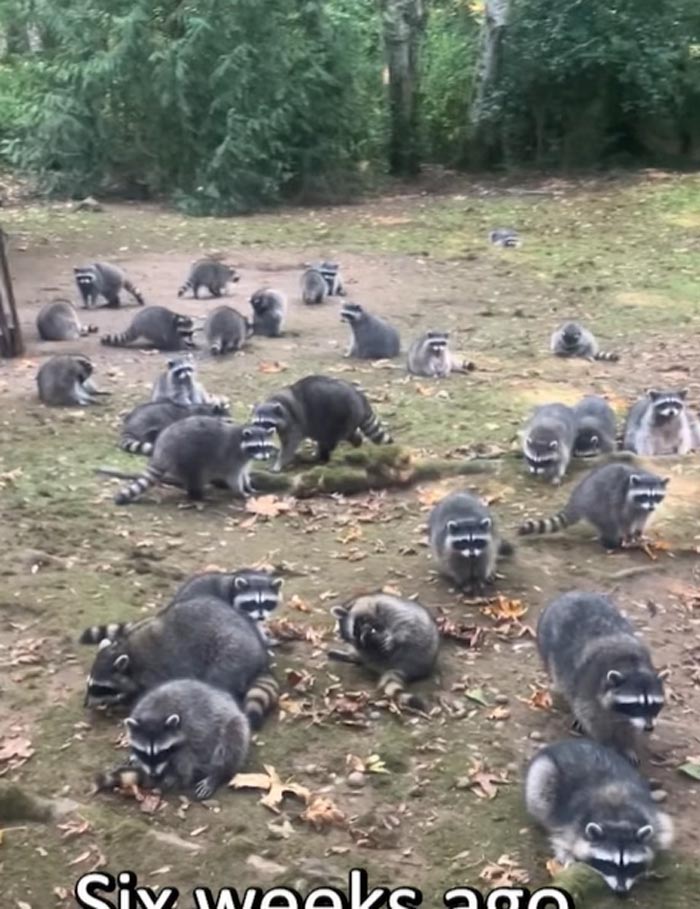 ให้อาหารแรคคูน