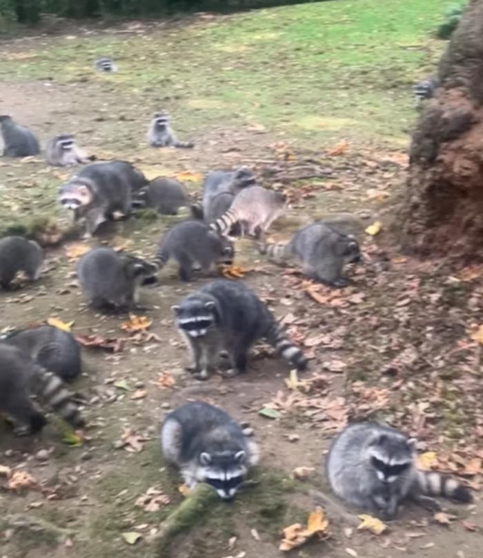 กองทัพแรคคูน