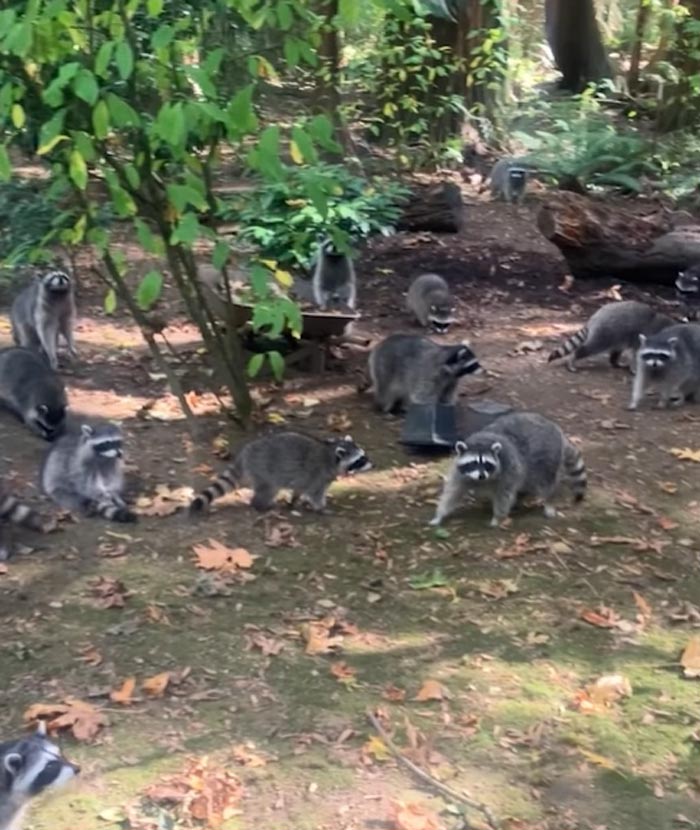 แรคคูนบุกสวน