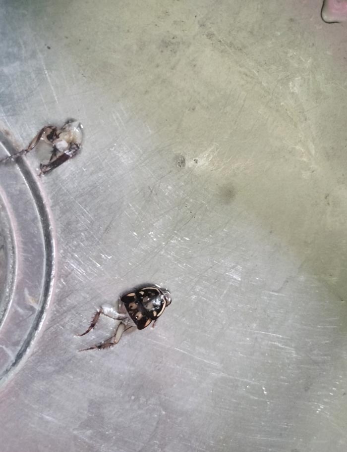 แมลงสาบในโกโก้ปั่น