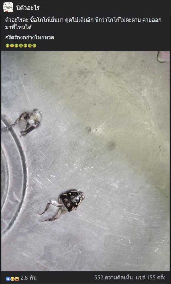 แมลงสาบในโกโก้ปั่น