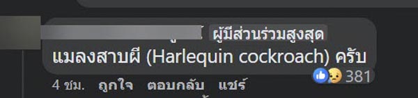 แมลงสาบในโกโก้ปั่น