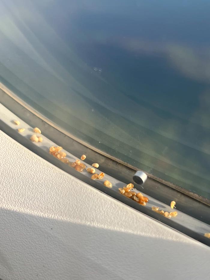 ไข่ตัวเรือด