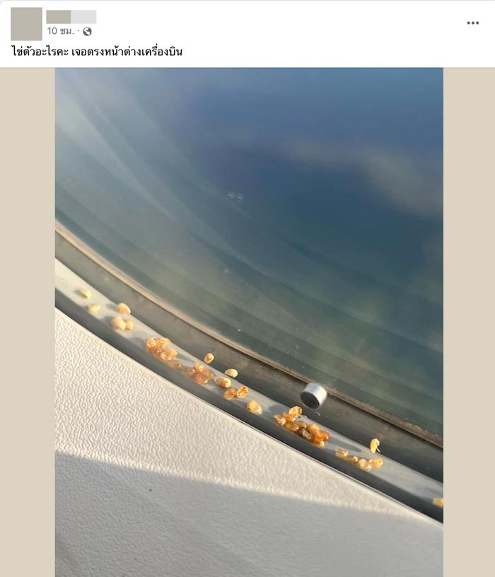 ไข่ตัวเรือด