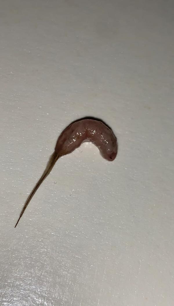 สิ่งสกปรกในน้ำลำไย