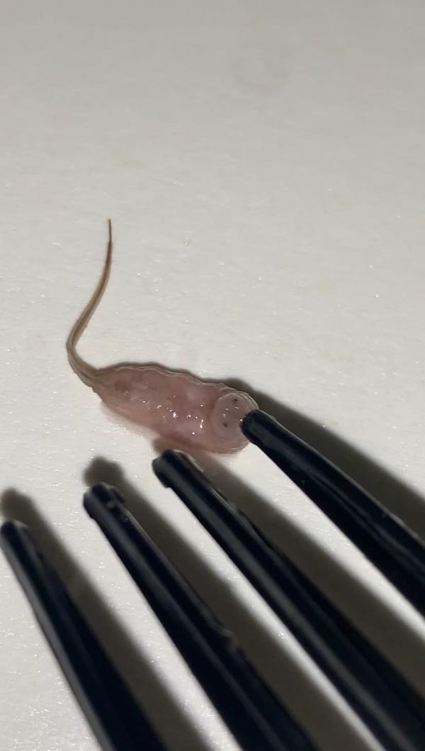 สิ่งสกปรกในน้ำลำไย