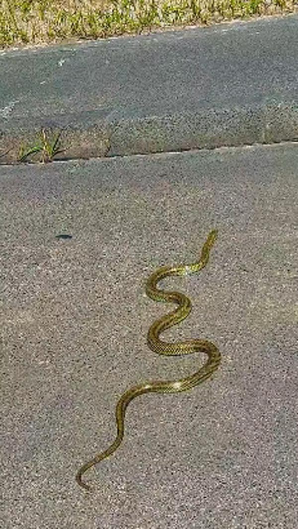 งูสีทอง