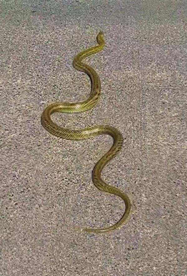 งูสีทอง