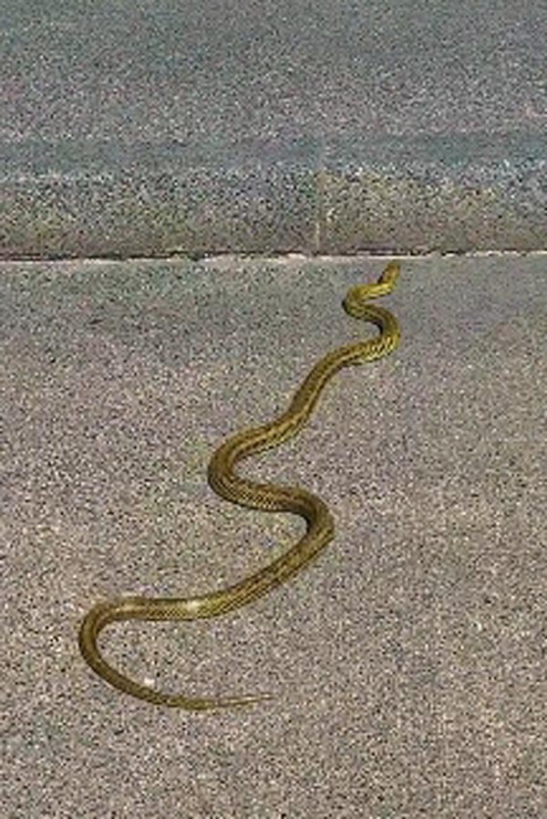 งูสีทอง