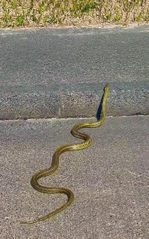 งูสีทอง