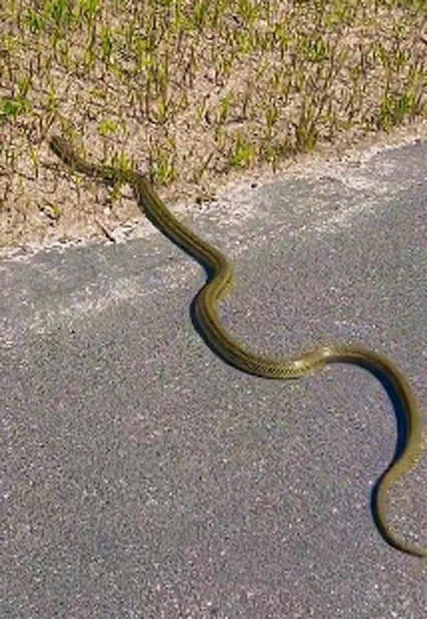 งูสีทอง