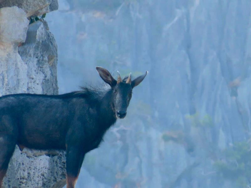 เลียงผา โครำ