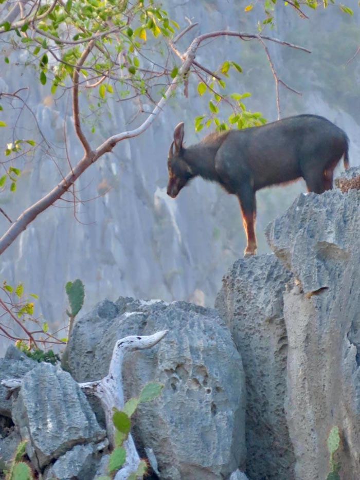 เลียงผา โครำ