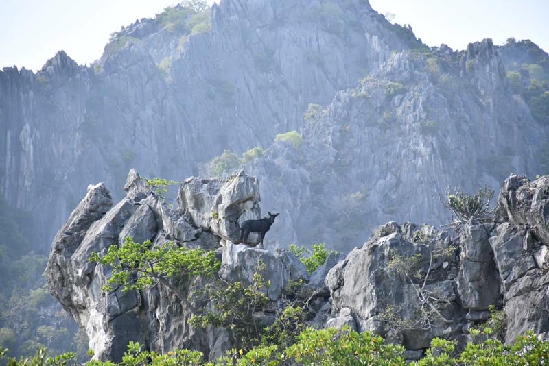 เลียงผา โครำ