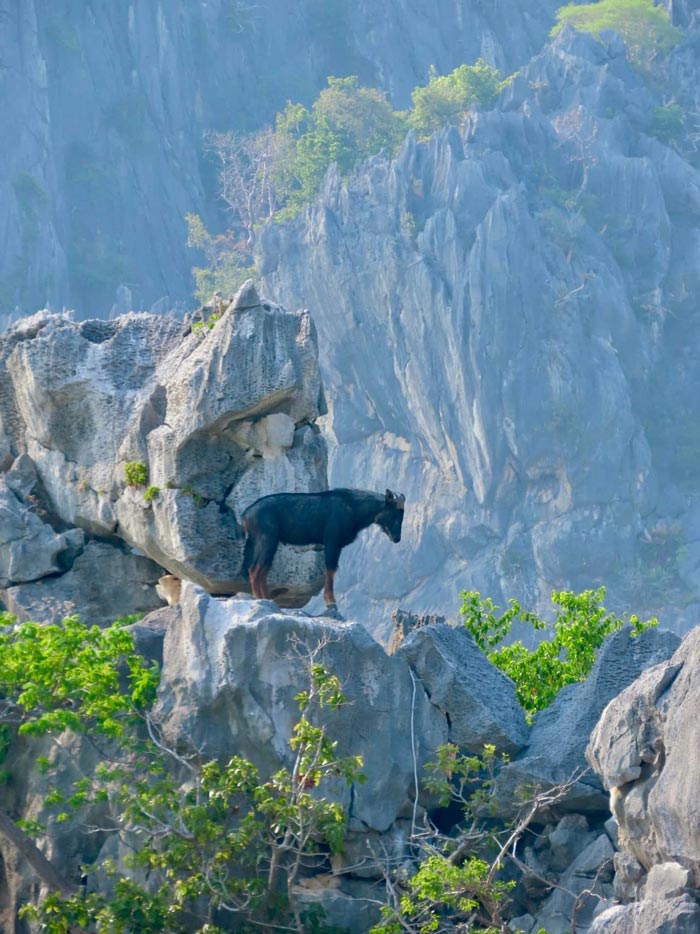 เลียงผา โครำ