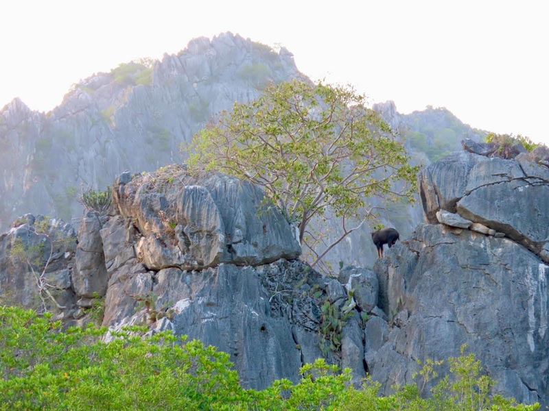 เลียงผา โครำ