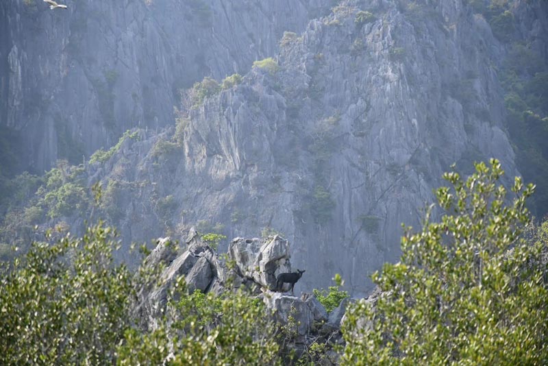 เลียงผา โครำ