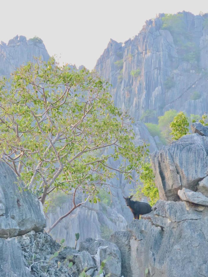 เลียงผา โครำ