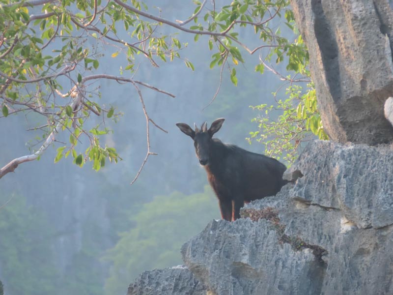 เลียงผา โครำ