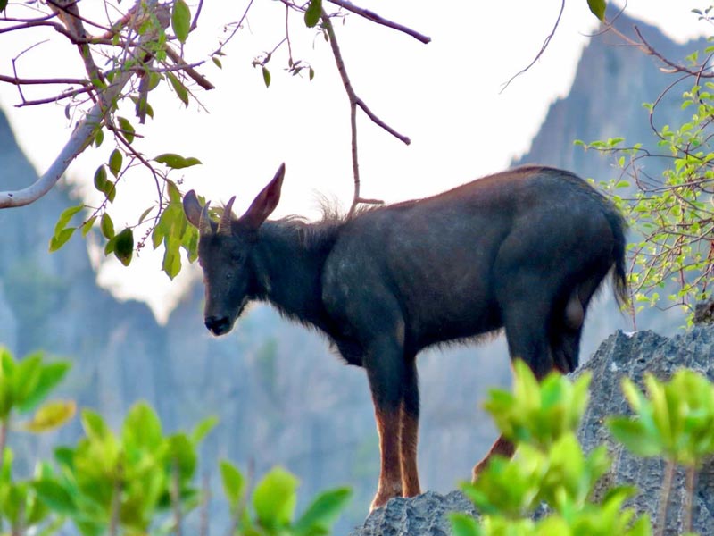 เลียงผา โครำ