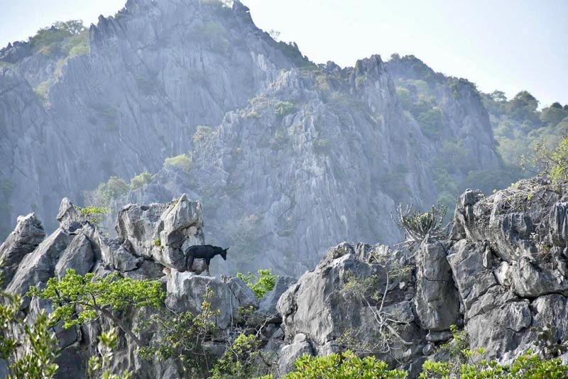 เลียงผา โครำ