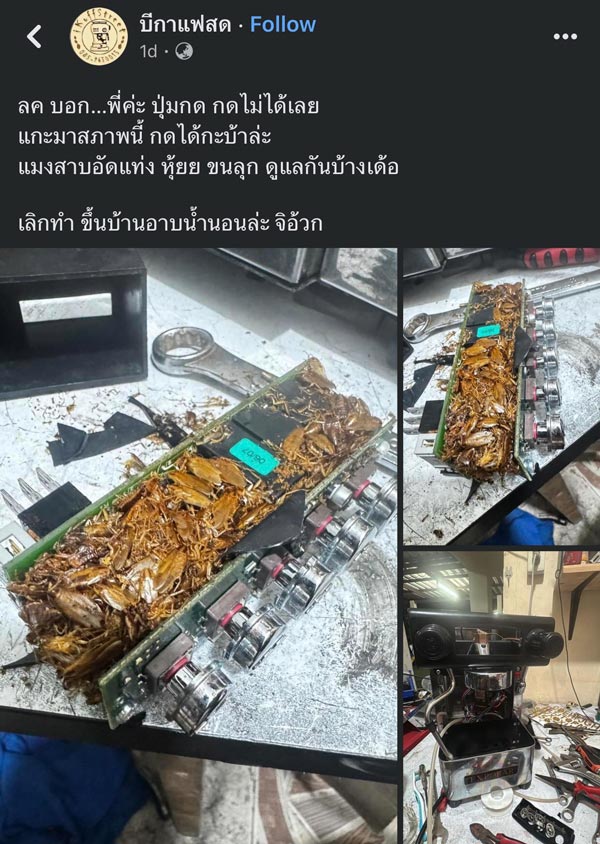 แมลงสาบในเครื่องชงกาแฟ