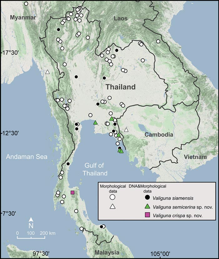 ตัวกล้วยตากในประเทศไทย