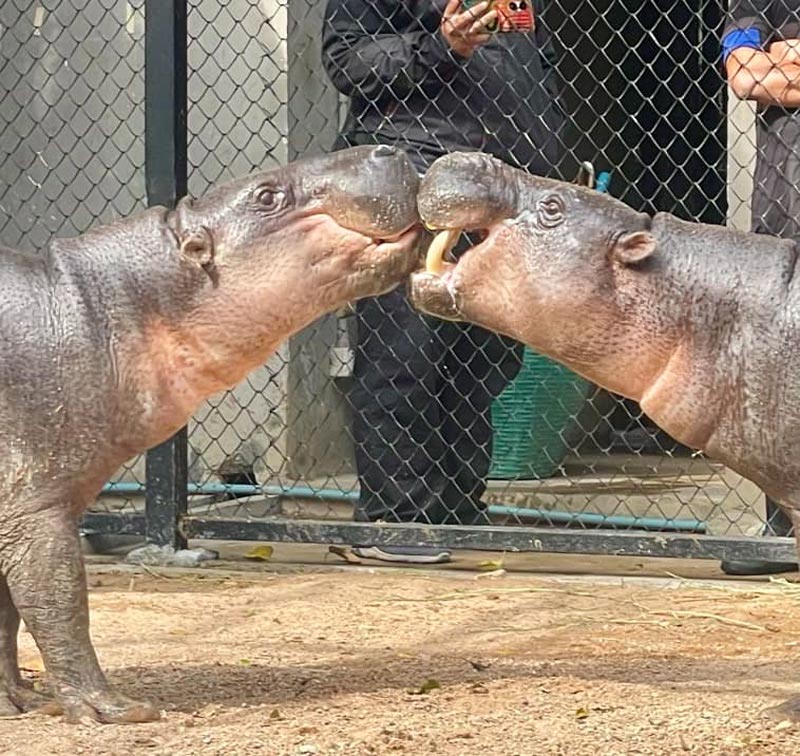 หมูตุ๋น หมูมะนาว แต่งงาน